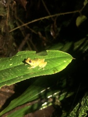 Pristimantis petersi
