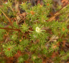 Phyllota pleurandroides