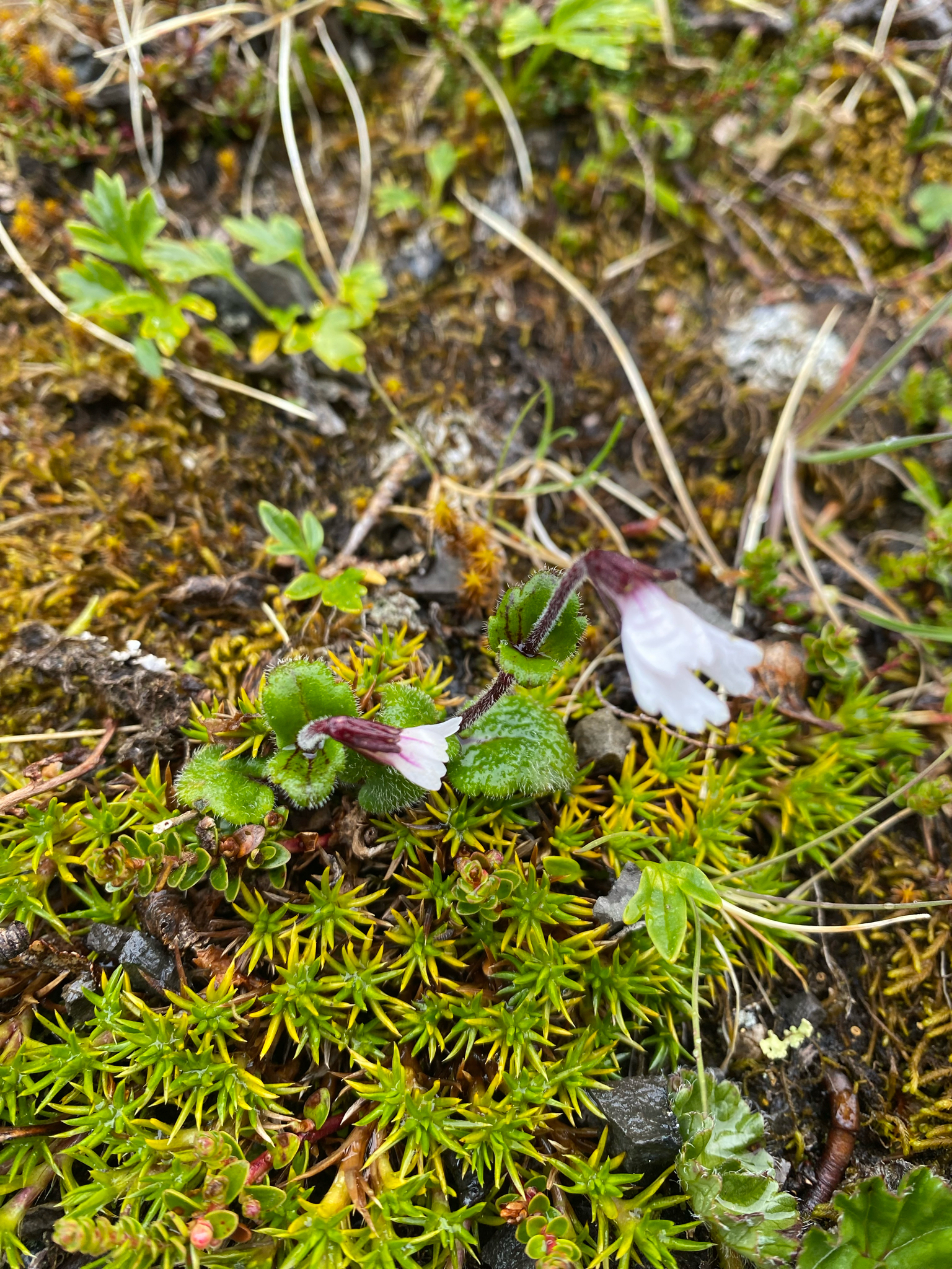 Ourisia breviflora