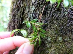 Tmesipteris lanceolata