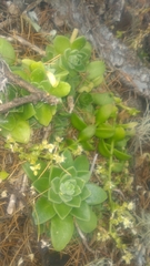 Sedum ebracteatum