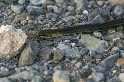 Marsh Snake sighting