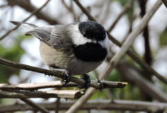 Poecile atricapillus occidentalis