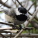 Oregon Black-capped Chickadee - Photo (c) Cole Gaerber, some rights reserved (CC BY-NC)