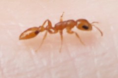 Pseudomyrmex simplex