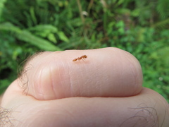 Pseudomyrmex simplex