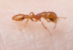 Pseudomyrmex simplex