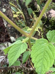 Cyphostemma anatomicum