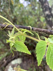 Cyphostemma anatomicum