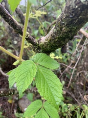 Cyphostemma anatomicum