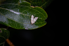 Gymnobathra hamatella