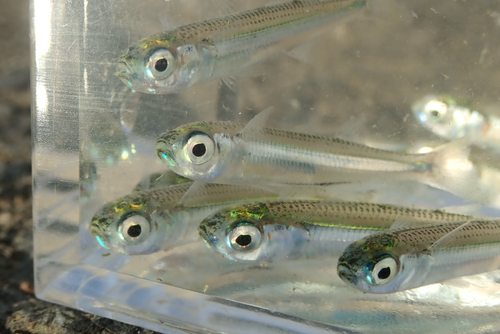 Flathead silverside (Hypoatherina valenciennei) — Atherinidae — 4