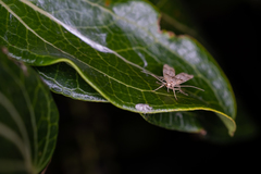 Gymnobathra hamatella