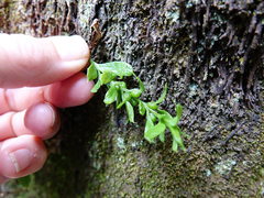 Tmesipteris lanceolata