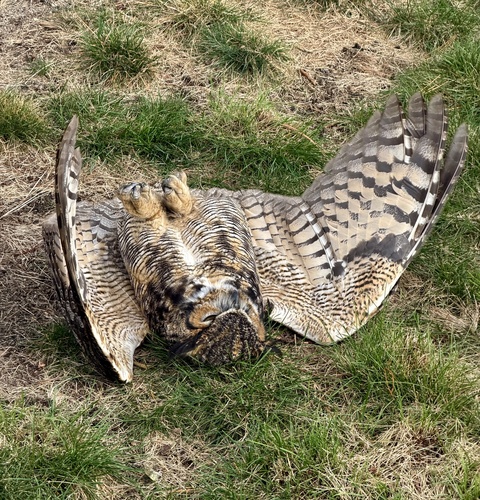 View observation of {o.common_name} on iNaturalist