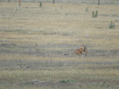 Vulpes velox