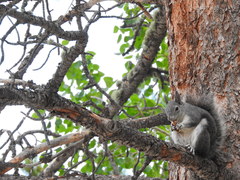 Sciurus aberti ferreus