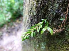 Tmesipteris lanceolata