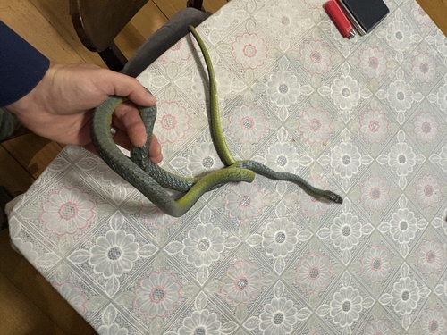 Common Tree Snake sighting