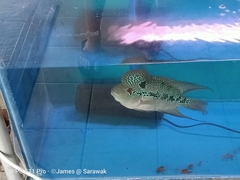 Amphilophus labiatus × cichlasoma trimaculatum