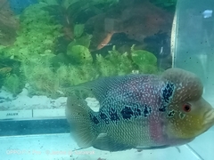 Amphilophus labiatus × cichlasoma trimaculatum