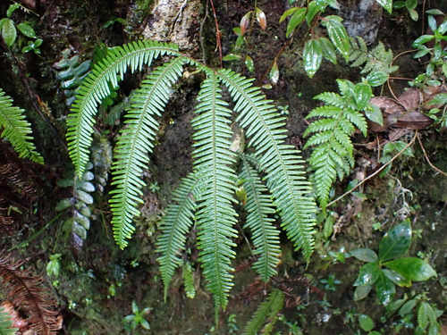 Sticherus bifidus observed 2025-12-19