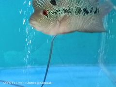 Amphilophus labiatus × cichlasoma trimaculatum