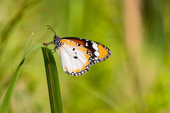 Danaus chrysippus chrysippus