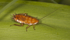 Drymaplaneta heydeniana