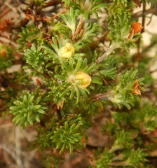 Phyllota pleurandroides