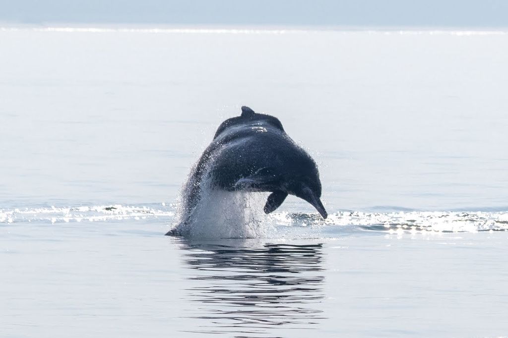 Humpback dolphin leaping head-first out of calm water