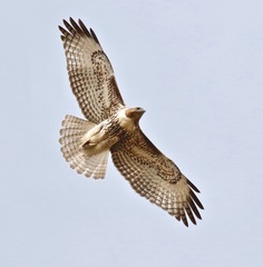 Buteo jamaicensis