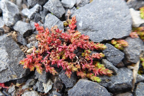 Three-parted Crassula (Crassula alata)
