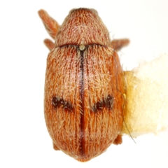 Anthonomus juniperinus