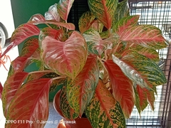 Aglaonema modestum