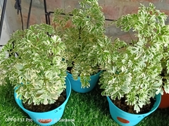 Polyscias guilfoylei