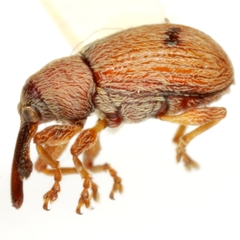 Anthonomus juniperinus
