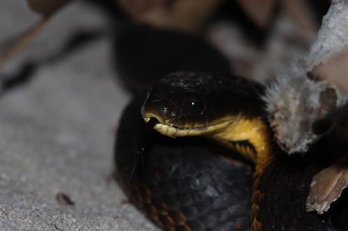 Western Tiger Snake sighting