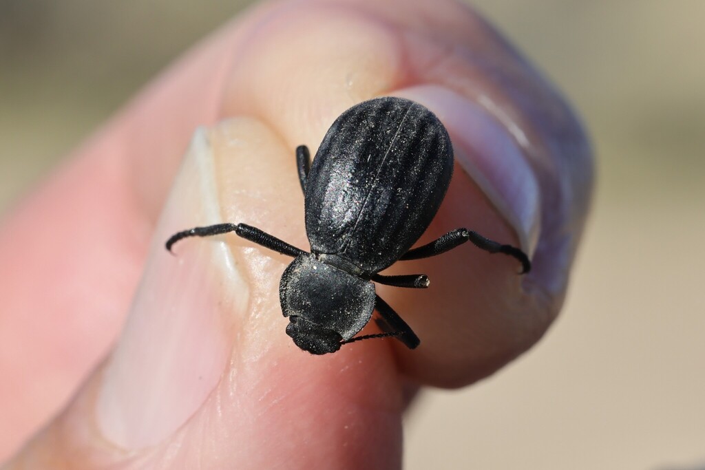 Stenomorpha luctata