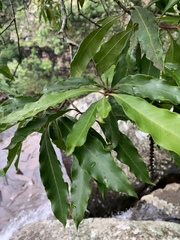 Faurea macnaughtonii