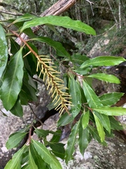 Faurea macnaughtonii