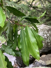 Faurea macnaughtonii