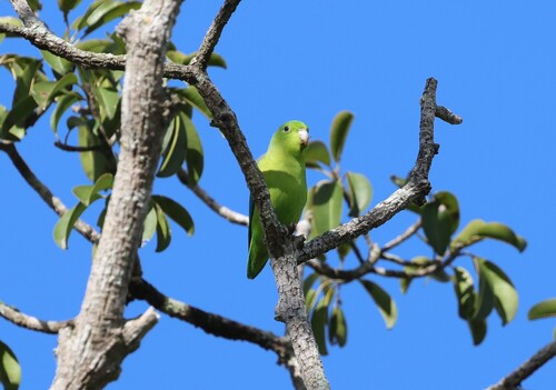 Riparian Parrotlet (Forpus crassirostris), photo 7