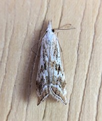 Catoptria oregonicus