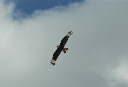 Crested Caracara