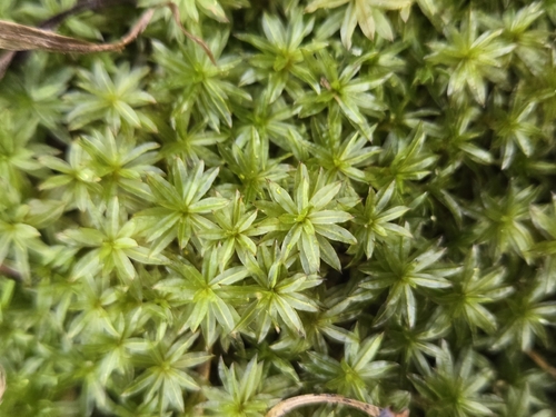 Atrichum crispum observed 2025-12-13