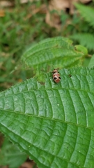 Asphaera quadrifasciata