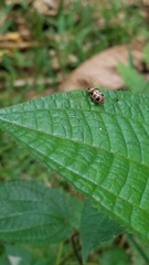 Asphaera quadrifasciata