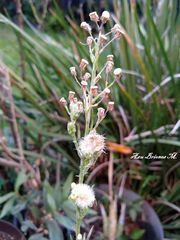 Erigeron canadensis
