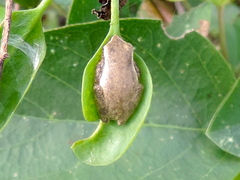 Tlalocohyla smithii